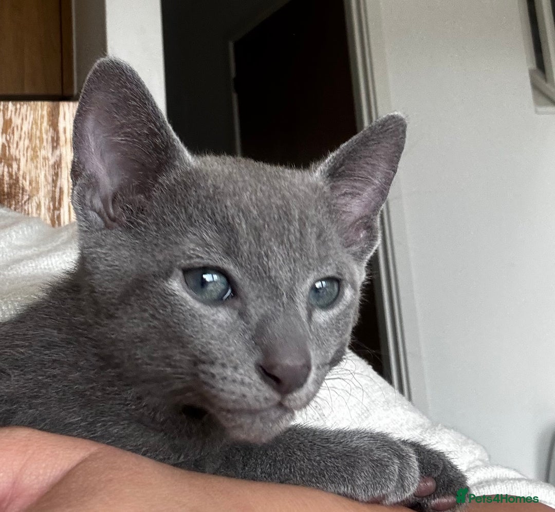 Russian Blue cats for sale: 🩵GCCF Registered Russian Blue kittens 🩵 - Image 14