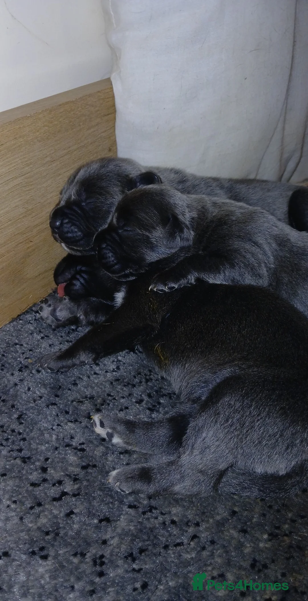 Cane Corso dogs for sale: Pure bred blue cane corso puppies for sale  - Advert 11