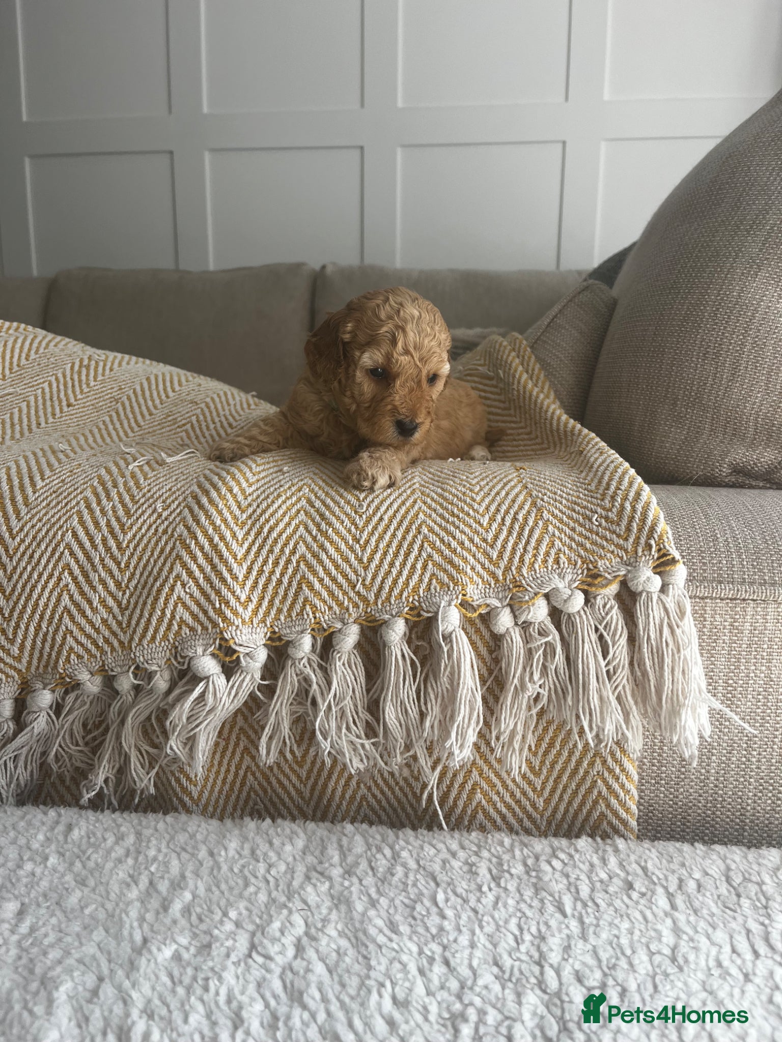 Cockapoo dogs Miniature f1b Cockapoo puppies DNA health clear🌟  - Advert 2
