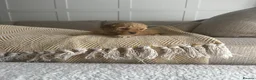 Cockapoo dogs for sale: Miniature f1b Cockapoo puppies DNA health clear🌟  - Advert 6