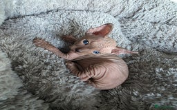 Sphynx cats for sale: 3 beautiful sphynx kittens for sale  - Image 8