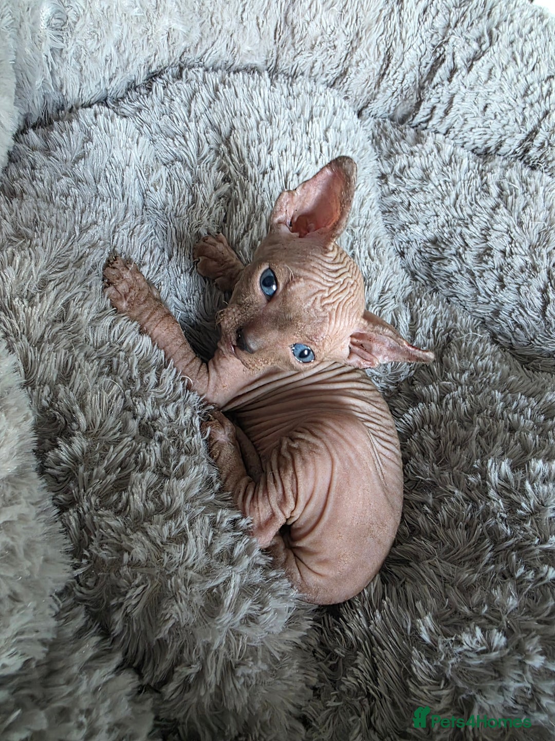 Sphynx cats for sale: 3 beautiful sphynx kittens for sale  - Image 8