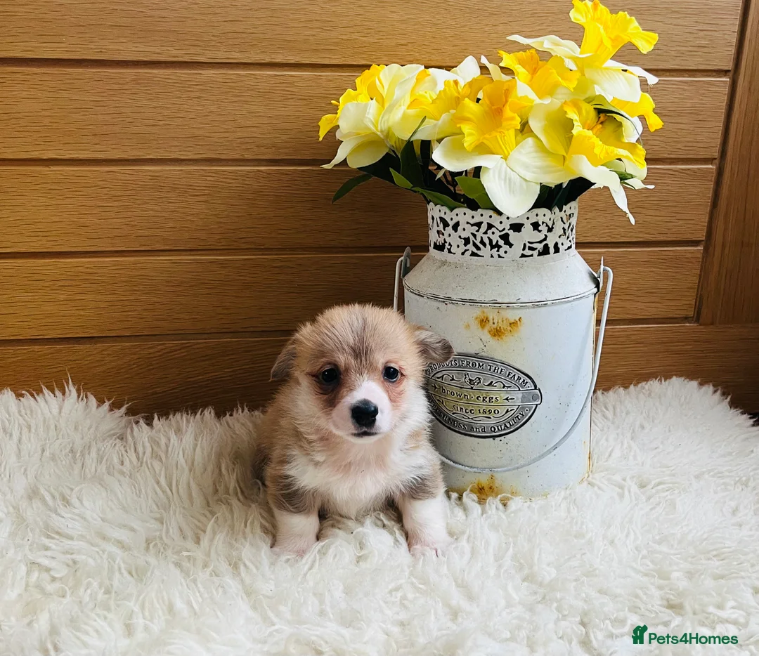 Welsh Corgi Pembroke dogs for sale: KC reg Welsh Corgi Pembroke puppies - Advert 28