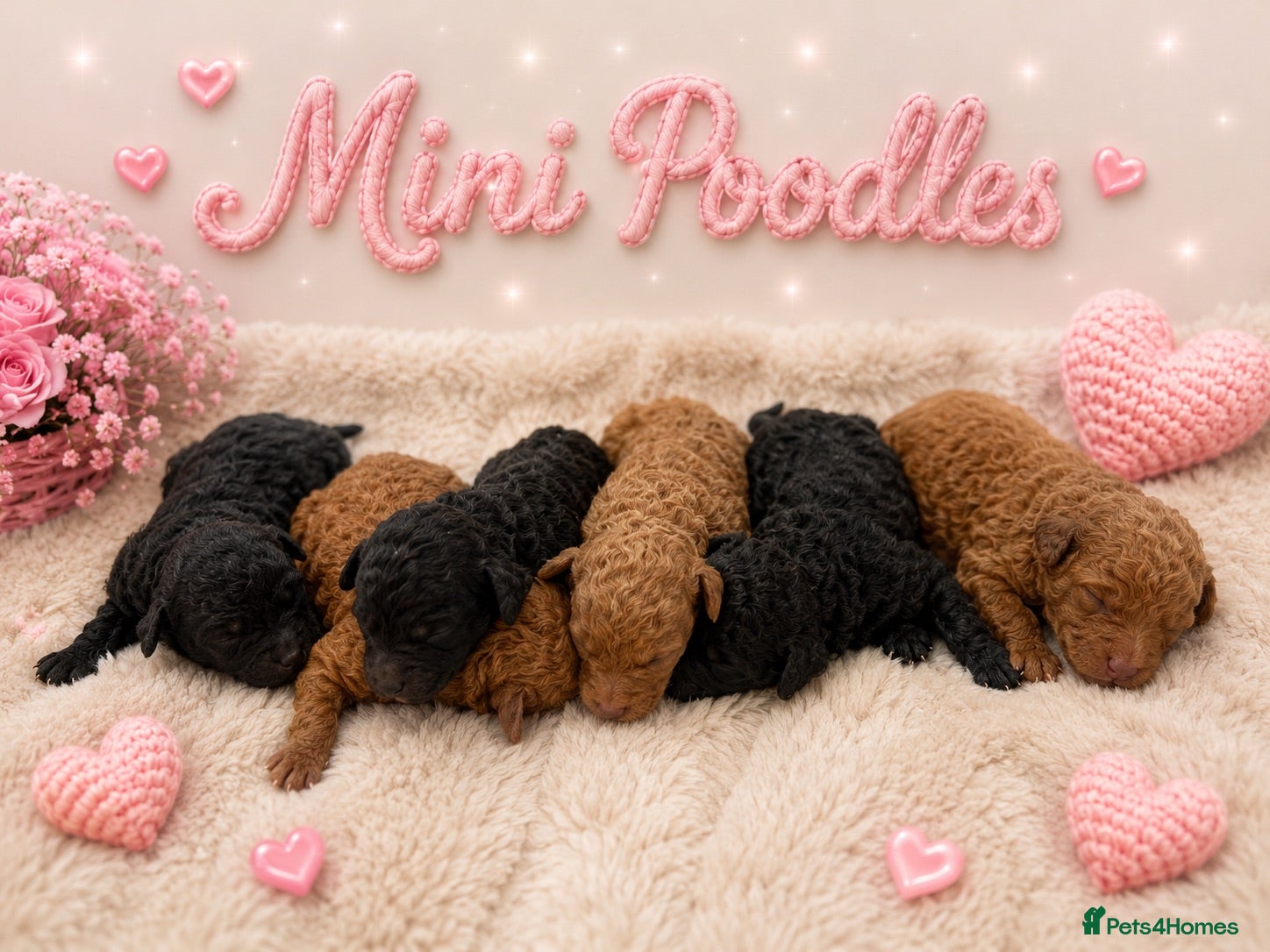 Miniature Poodle dogs ❤️‍🔥Stunning Kc miniature poodle❤️‍🔥 - Advert 2