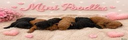 Miniature Poodle dogs for sale: ❤️‍🔥Stunning Kc miniature poodle❤️‍🔥 - Advert 2
