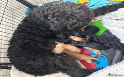 Labradoodle dogs for sale: Miniature labradoodle puppies F1B - Image 2