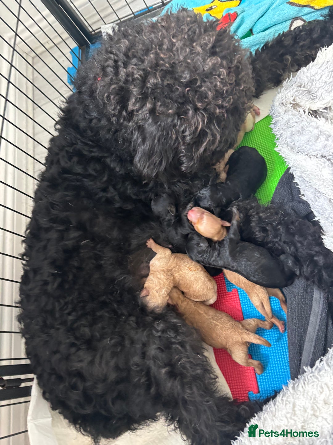 Labradoodle dogs for sale: Miniature labradoodle puppies F1B - Image 2