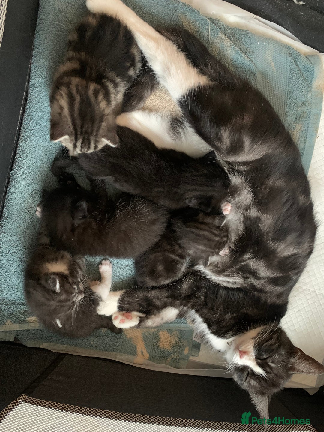 Mixed Breed cats for sale: Three beautiful female kittens for rehoming - Advert 2