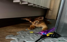 Abyssinian cats for sale: Last 3 kittens left ♥️💙 - Image 20