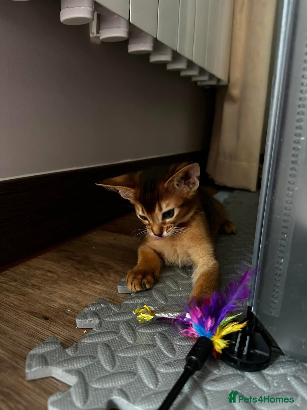Abyssinian cats for sale: Last 3 kittens left ♥️💙 - Image 20