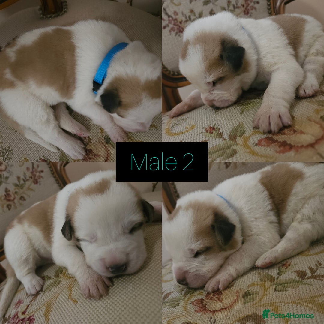 Central Asian Shepherd dogs for sale: Beautiful central Asian shepherd puppies - Advert 11