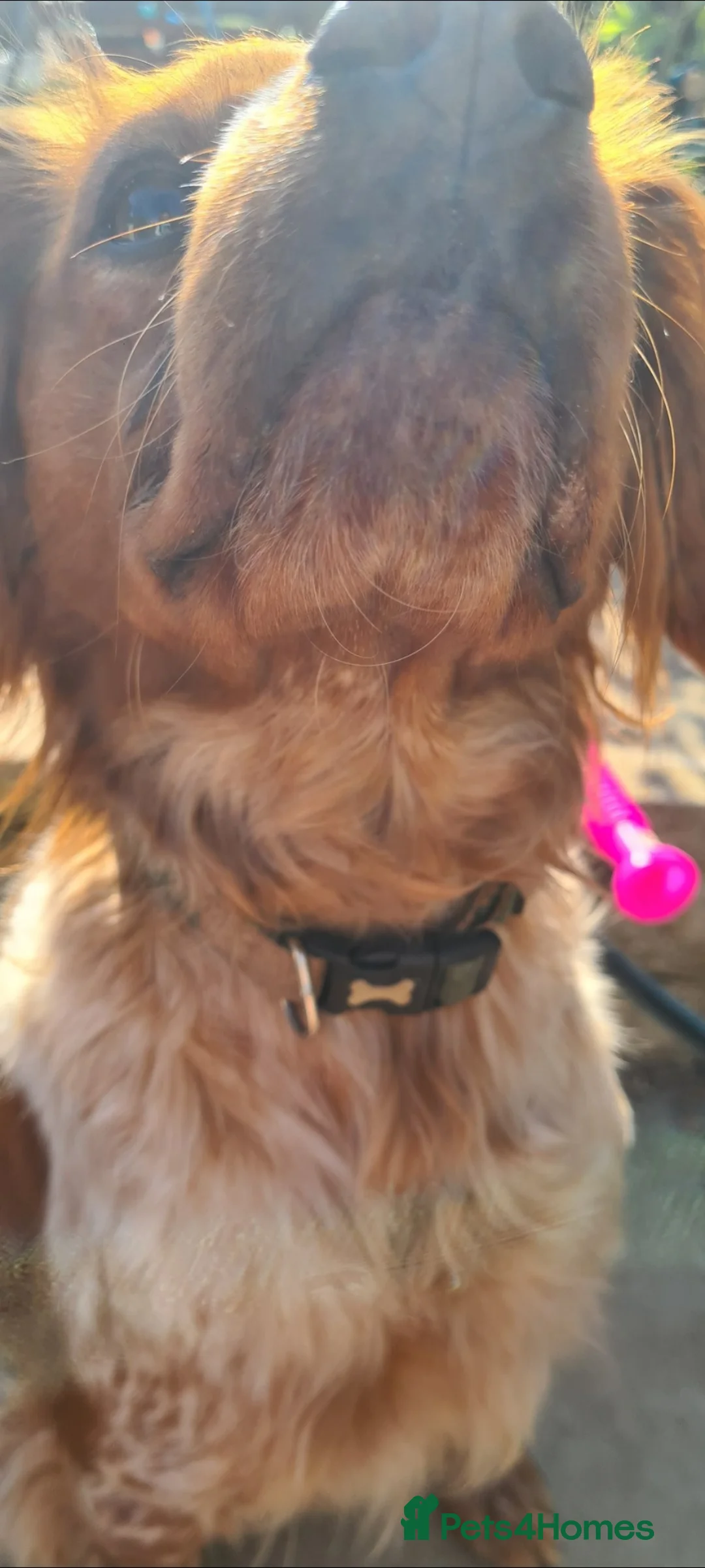 Brittany Spaniel dogs for sale: Female Brittany Spaniel - Advert 4