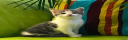 Mixed Breed cats for sale: Kittens for sale ,mixed breed, wonderful behaviour - Advert 7
