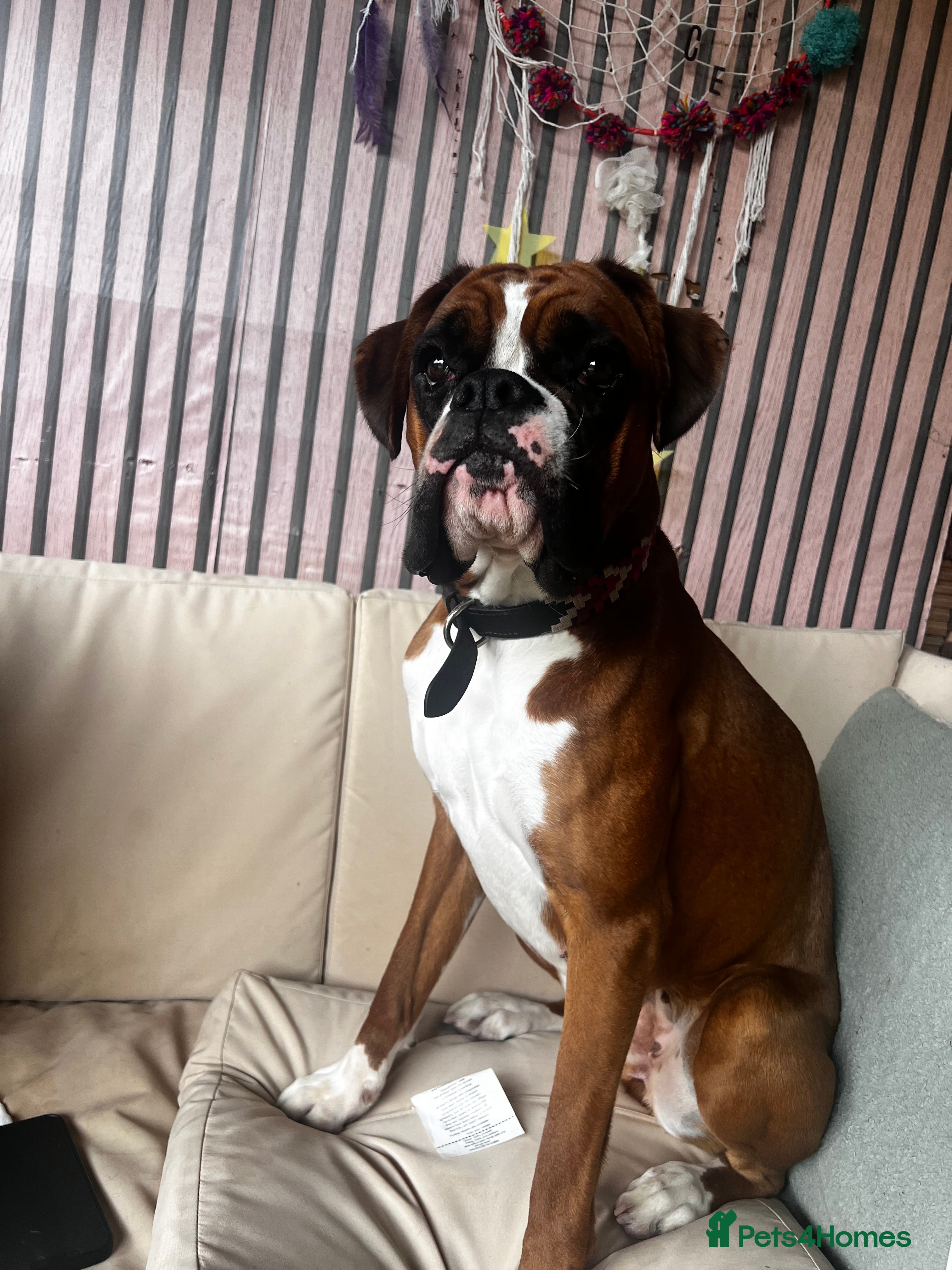 Boxer dogs 18Month Female Boxer Looking for Her Forever Home  - Advert 8