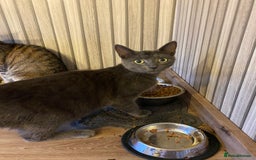 Mixed Breed cats for sale: Russian blue x British blue  - Image 3