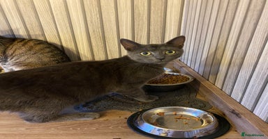 Mixed Breed cats - Advert 7