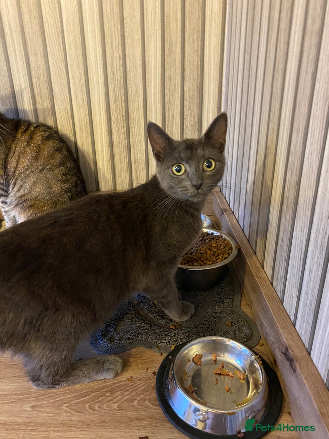 Mixed Breed cats for sale: Russian blue x British blue  - Image 3
