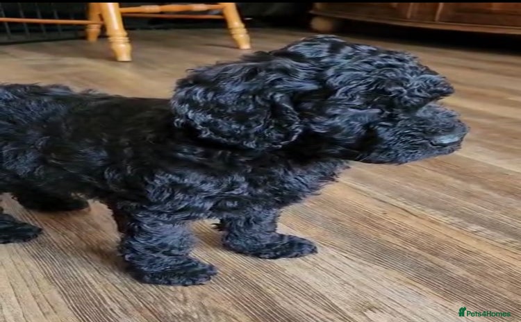 Australian Labradoodle dogs - Advert 1