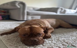 Dogue De Bordeaux dogs for sale: Dogue de Bordeaux female for rehoming  - Image 5