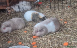 Guinea Pig rodents for sale: 4 adult guinea pigs - Image 4