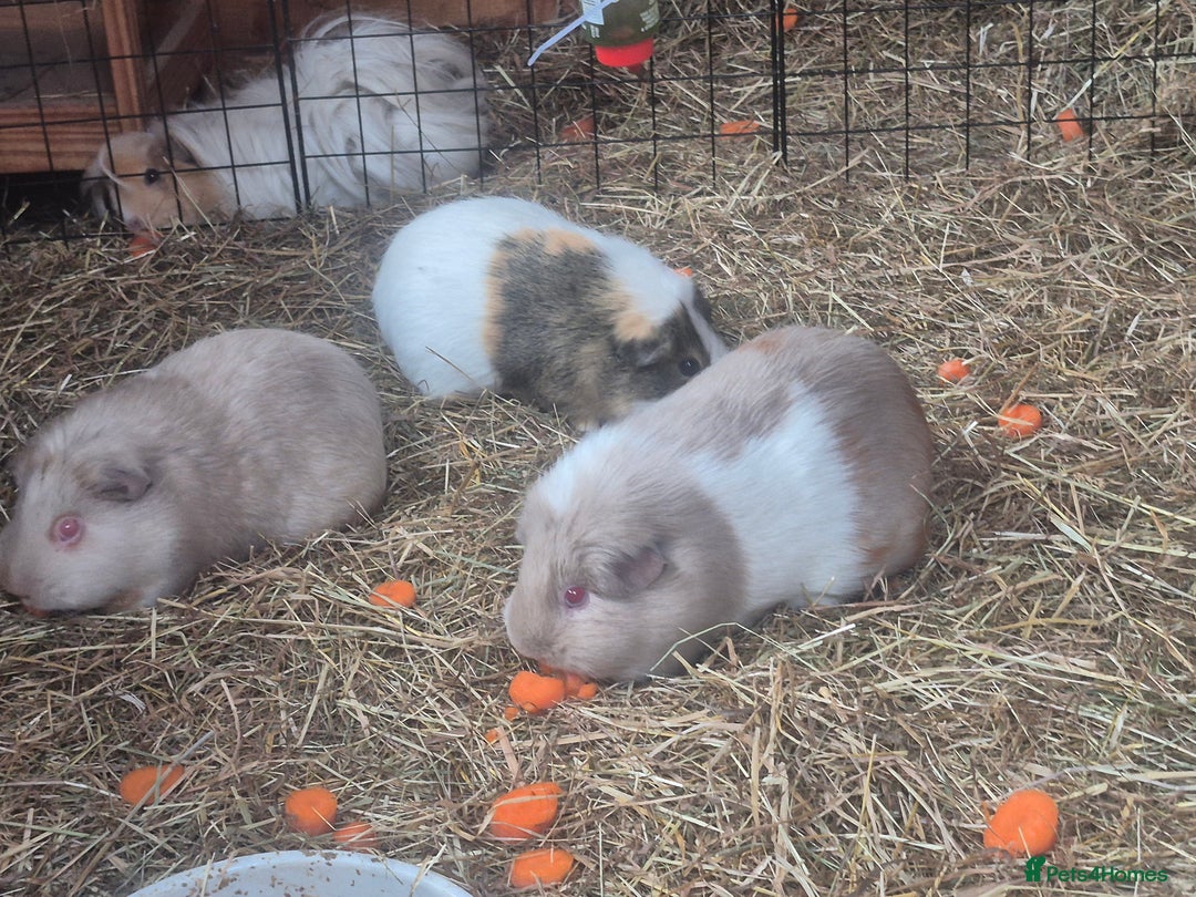 Guinea Pig rodents for sale: 4 adult guinea pigs - Image 4