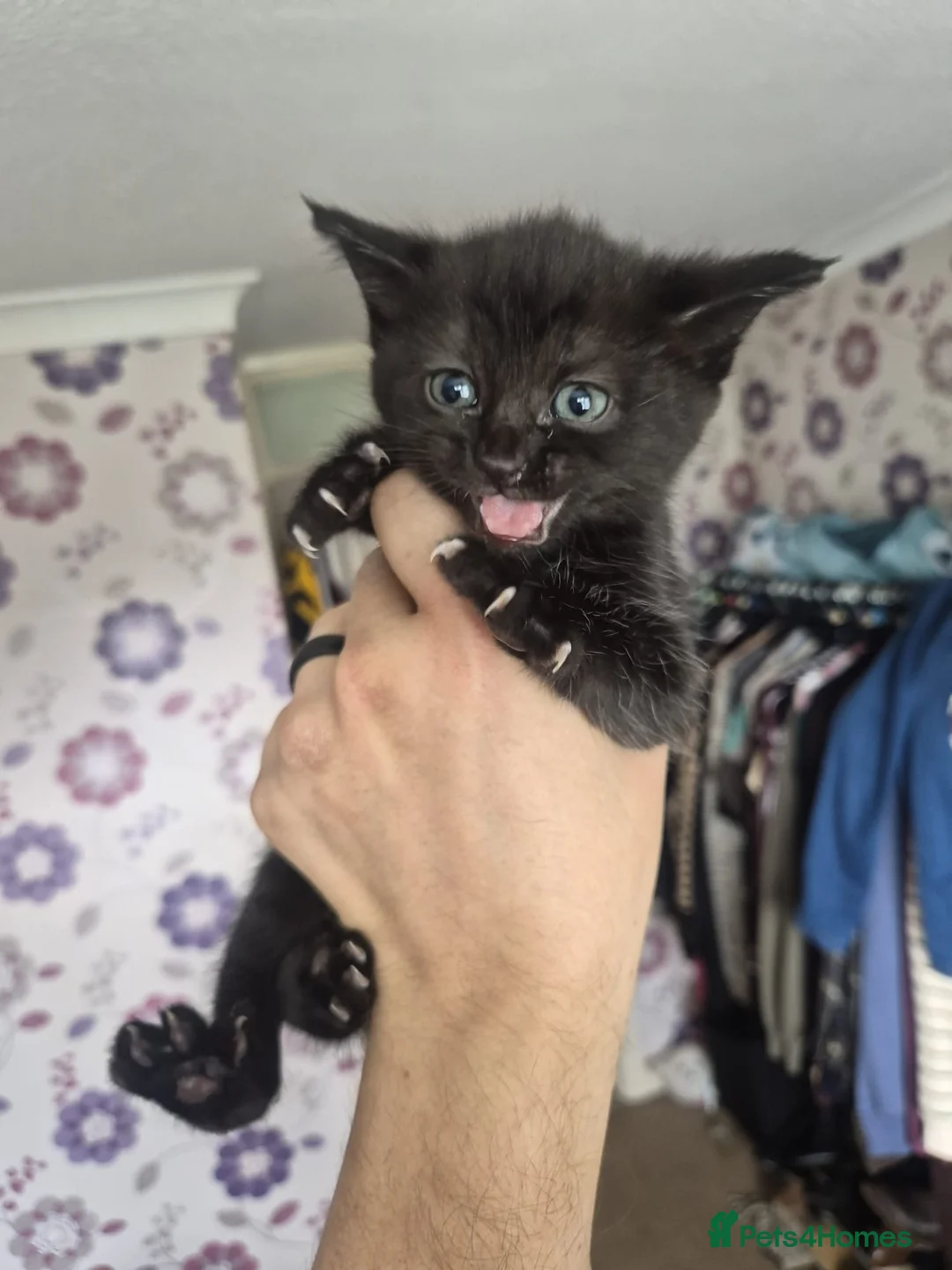 British Shorthair cats for sale: Pair British shorthair female kittens  - Advert 7