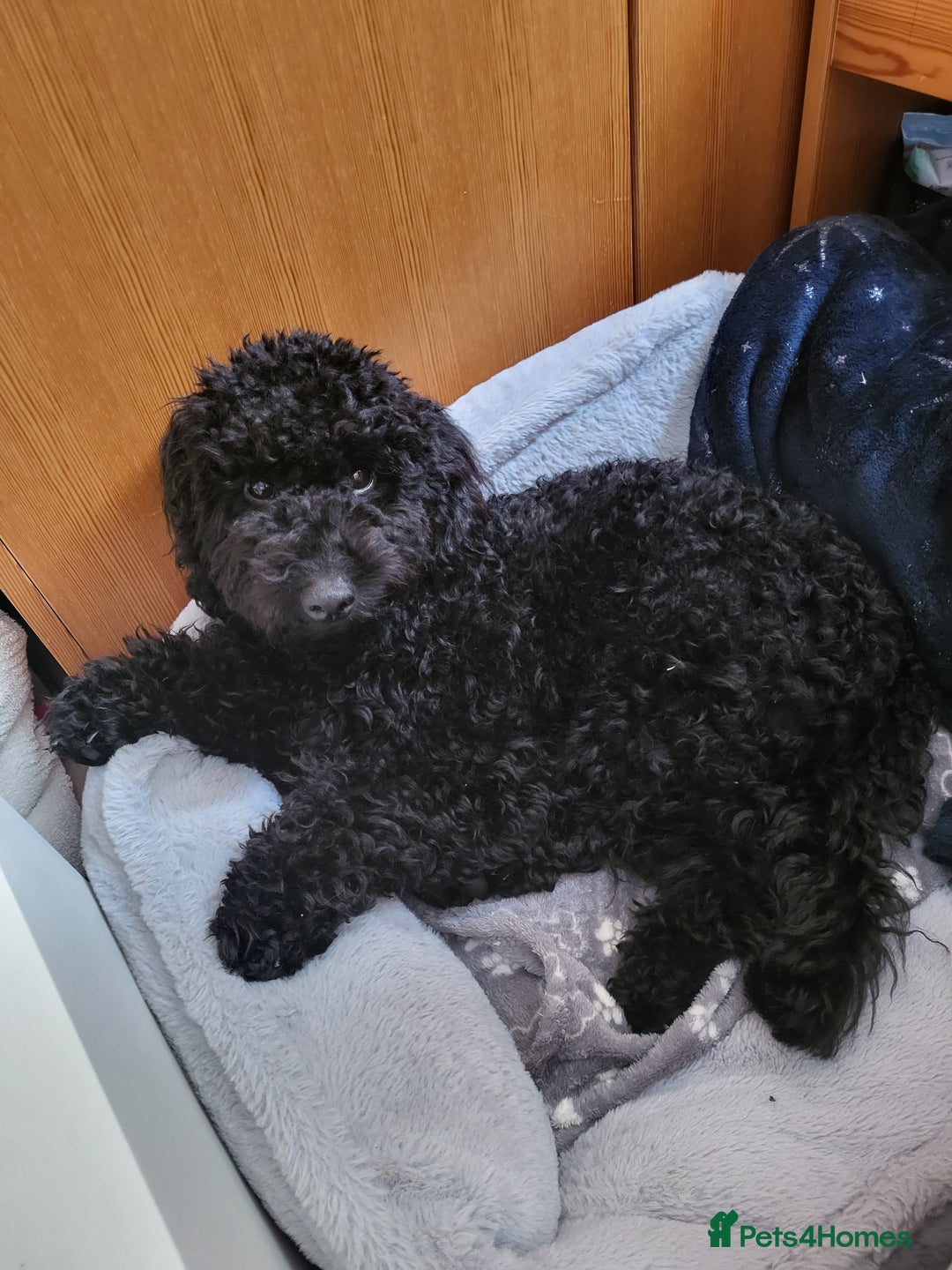 Mixed Breed dogs for sale: Santiago  - Image 2