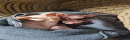 Sphynx cats for sale: Sphynx  in Southampton - Advert 10