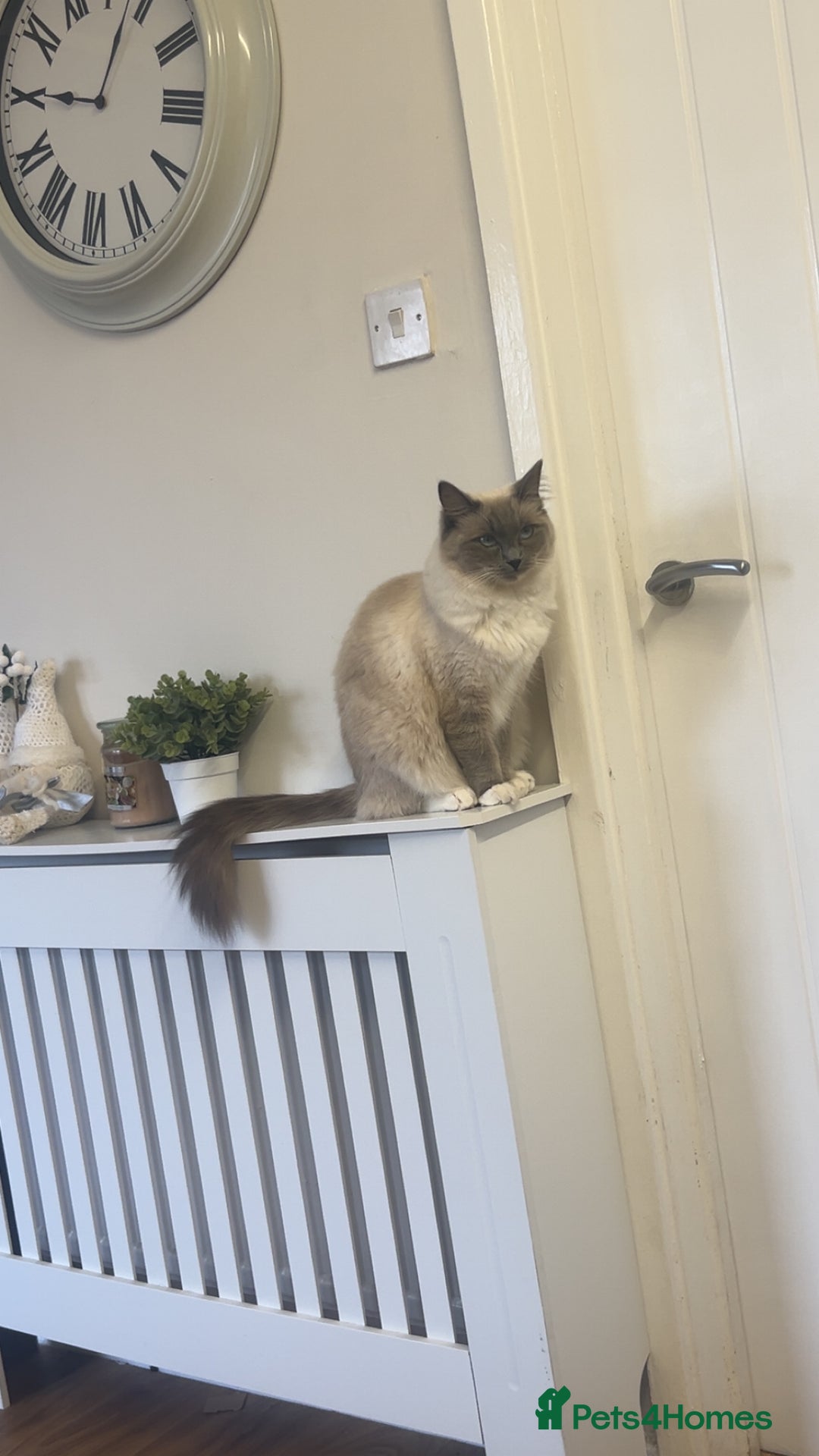 Ragdoll cats for sale: Duchess the ragdoll  - Advert 1