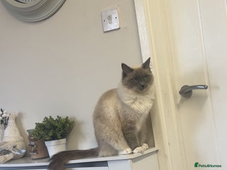 Ragdoll cats Duchess the ragdoll - Advert 1