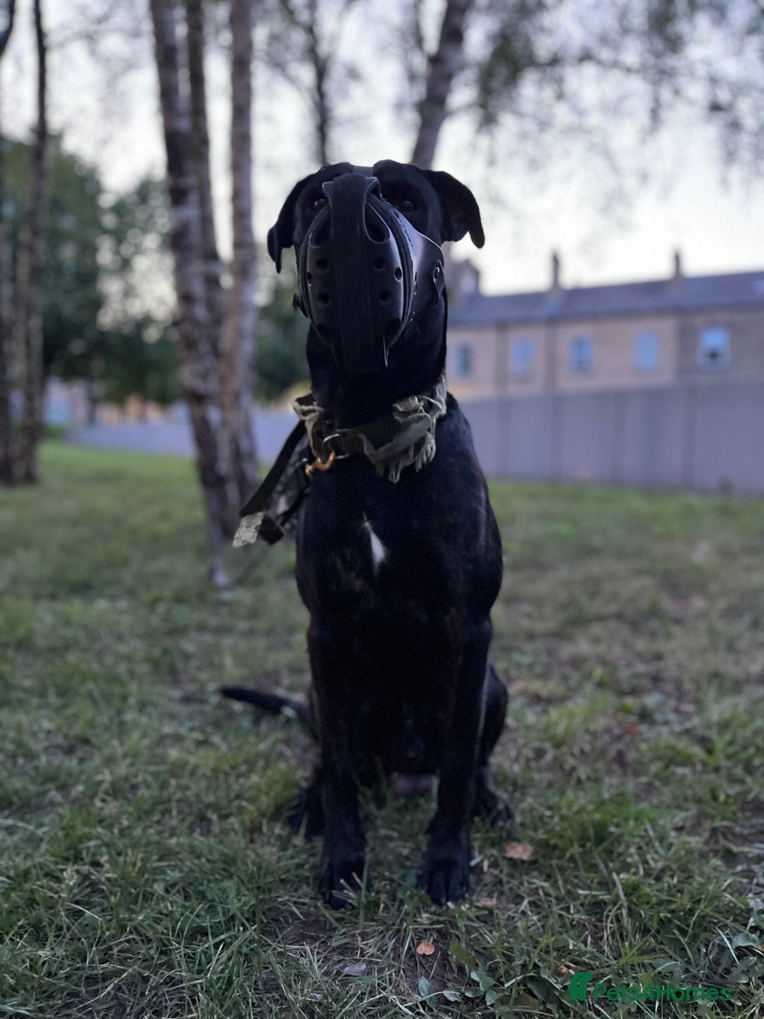 Mixed Breed dogs for sale: Belgian Malinois / Turkish Kangal / Cane Corso - Image 30