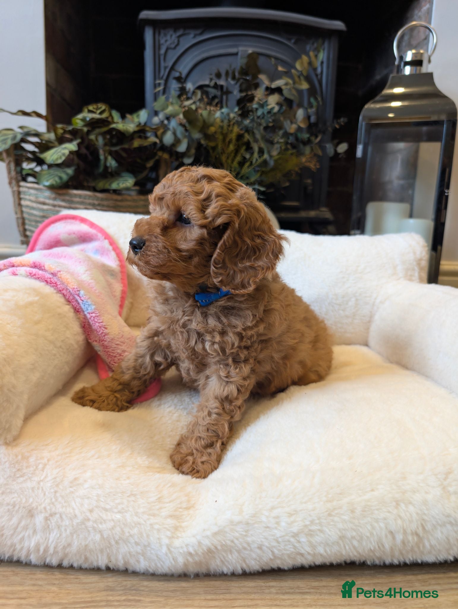Cavapoo dogs Adorable F1b Cavapoo puppies.  - Advert 12