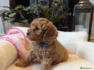 Cavapoo dogs Adorable F1b Cavapoo puppies. - Advert 12