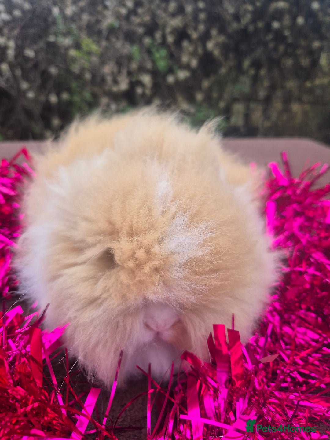 Angora rabbits for sale: Teddydwerg babies 💓💙 READY NOW 😍  - Advert 19