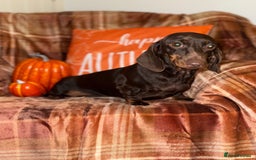 Miniature Dachshund dogs for sale: ⭐️Three stunning KC Mini Dachshunds⭐️  - Image 4