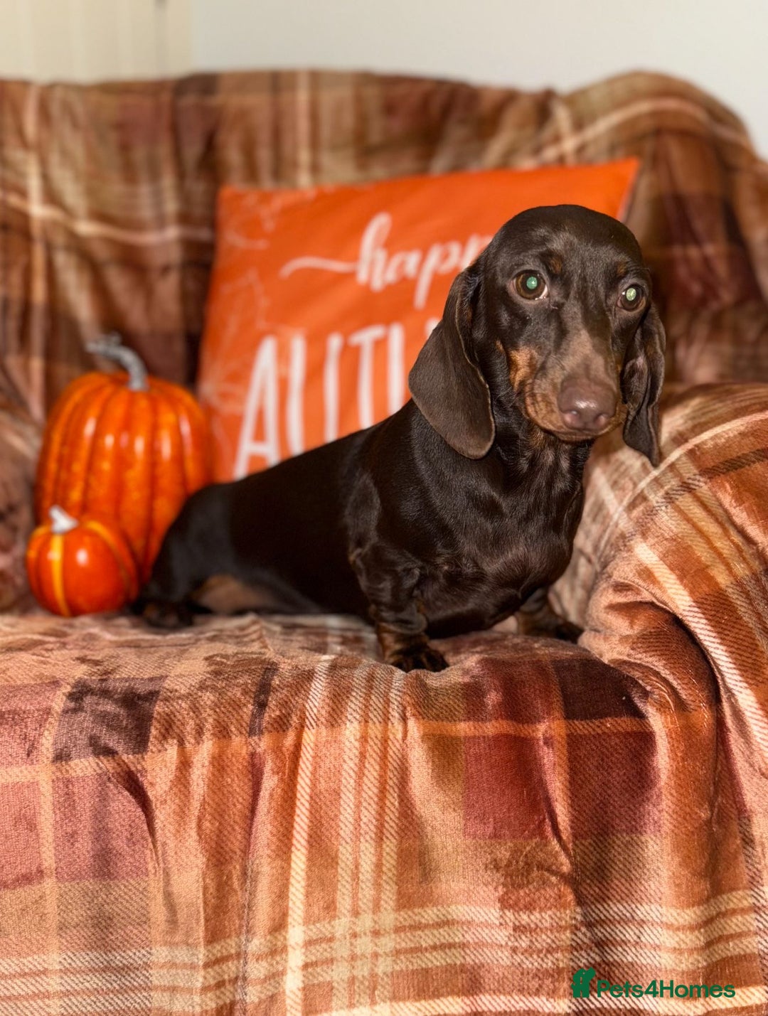 Miniature Dachshund dogs for sale: ⭐️Three stunning KC Mini Dachshunds⭐️  - Image 4