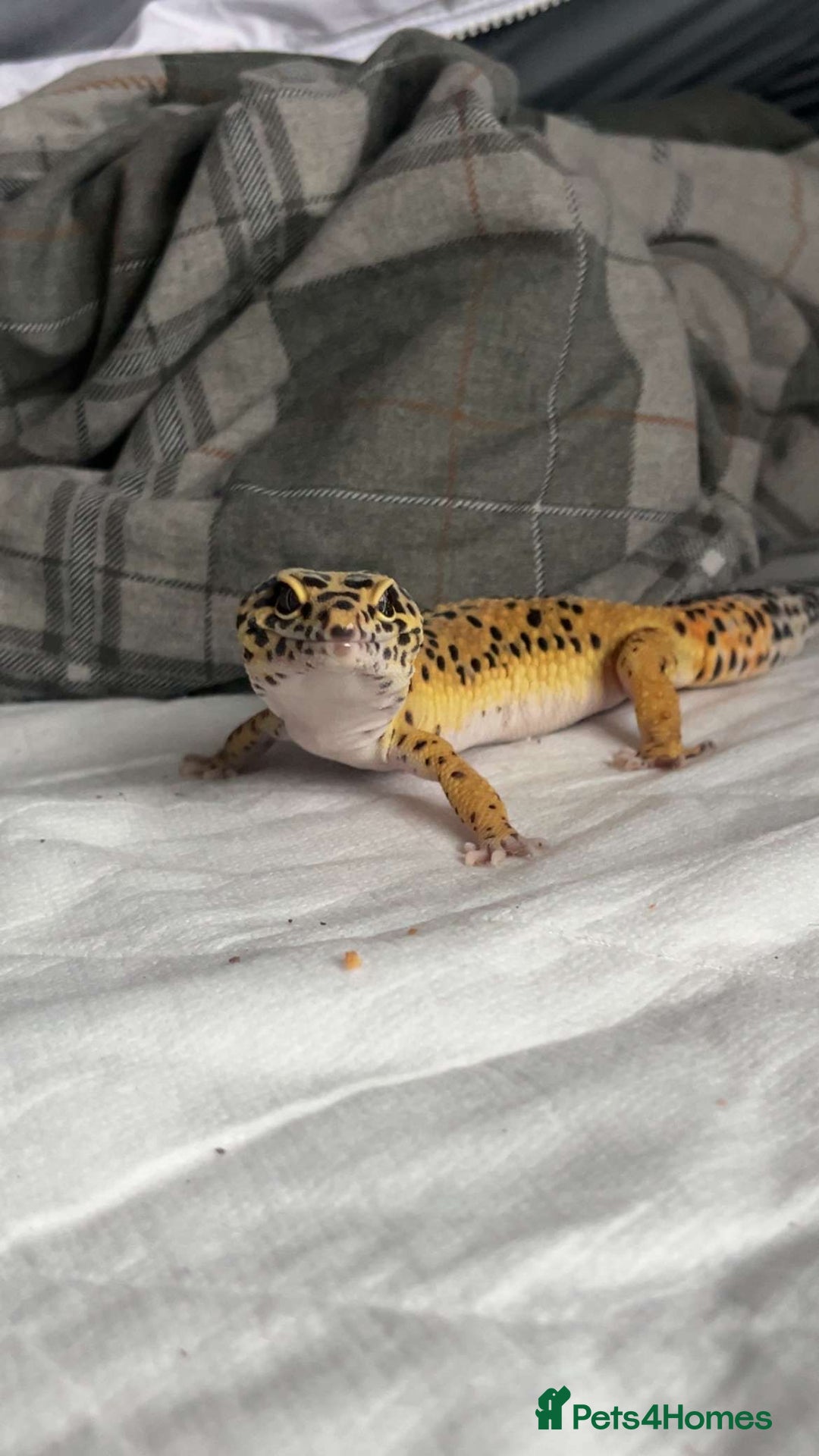 Leopard Gecko reptiles for sale: Female leopard gecko  - Advert 2