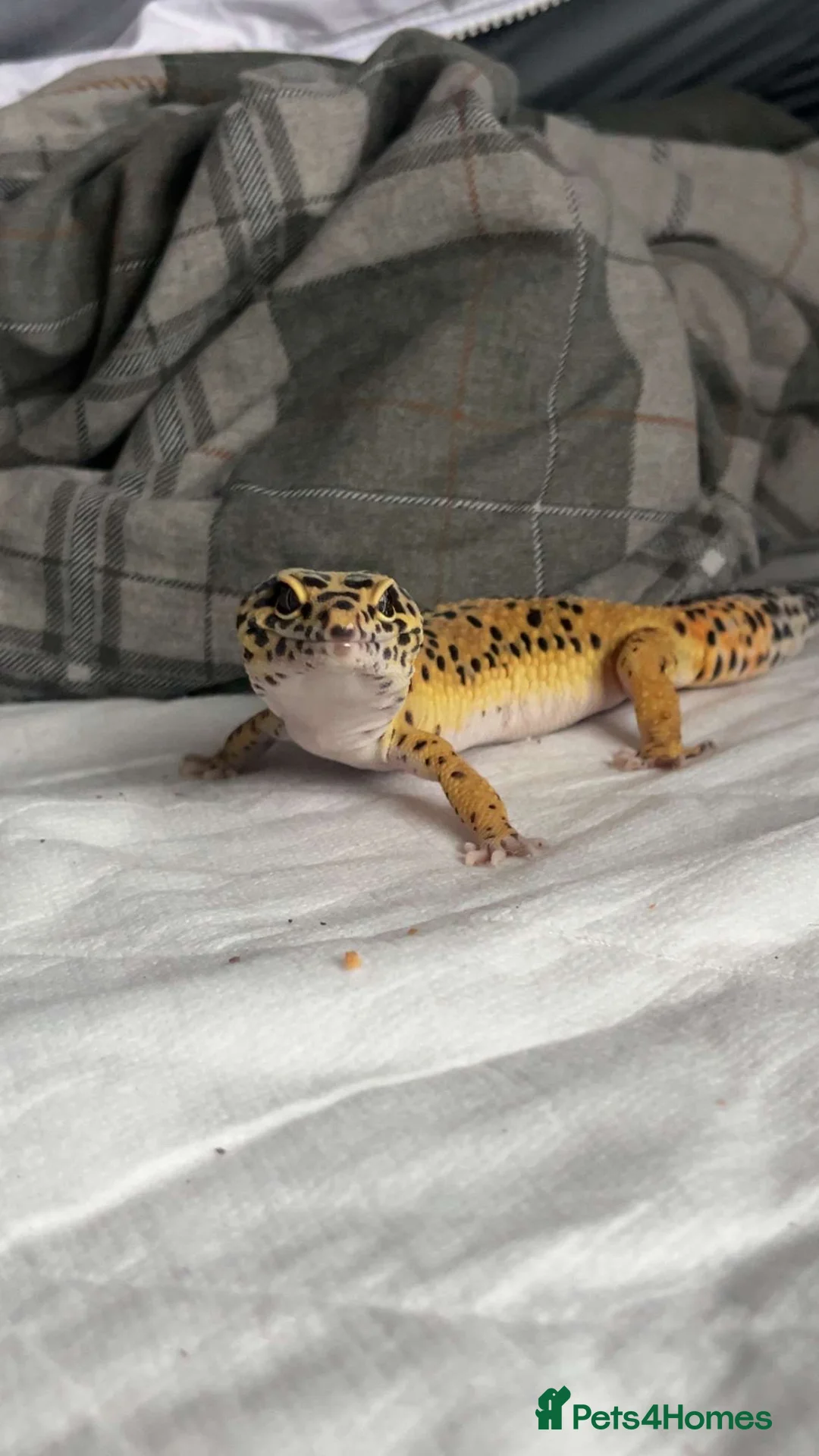 Leopard Gecko reptiles for sale: Female leopard gecko  - Advert 2