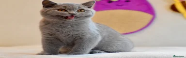 British Shorthair 2