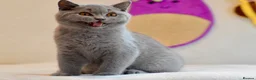 British Shorthair cats for sale: 5 beautiful kittens😻❤️ - Advert 3