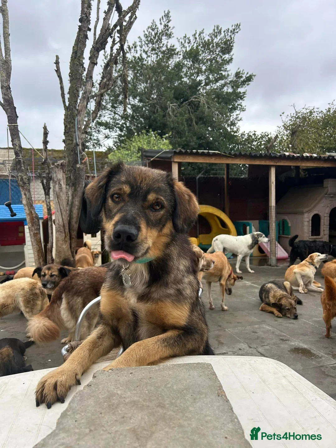 Mixed Breed dogs for adoption: Hovis - Norwich Norfolk  in Norwich - Advert 22