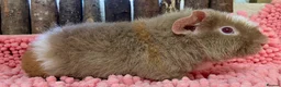 Guinea Pig rodents for sale: Gorgeous pair of Teddy boys/boars/males - Advert 10
