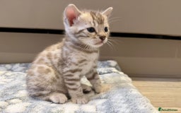 Bengal cats for sale: Bengal Kittens For Sale (4 Left) - Image 5