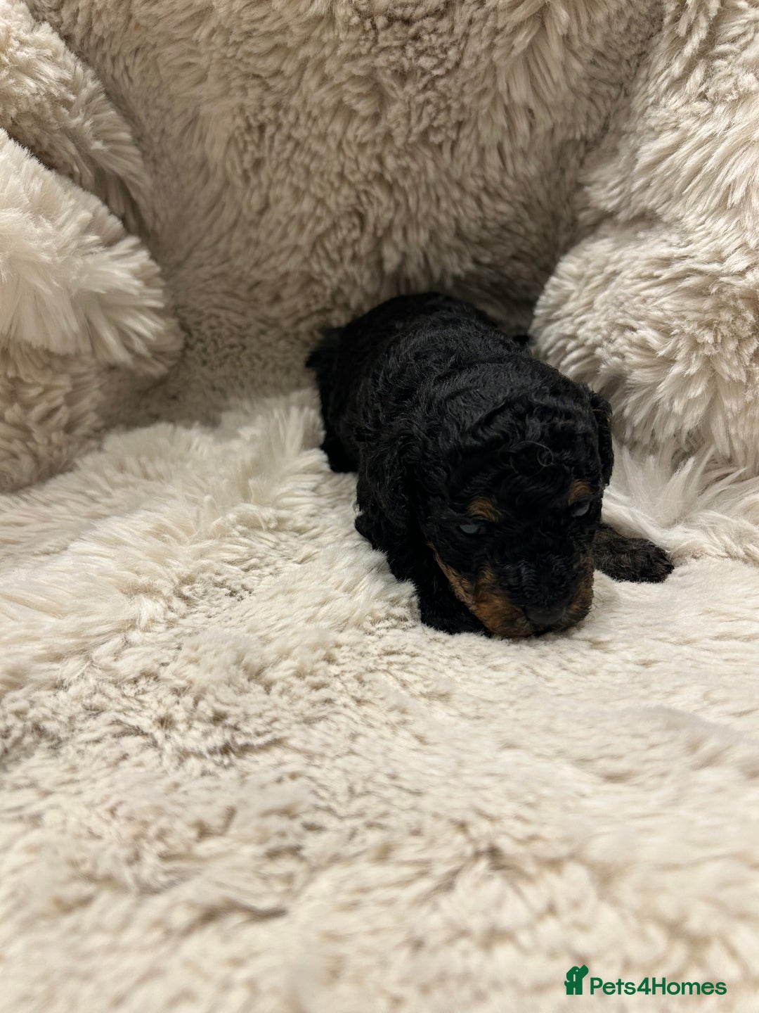 Cavapoo dogs for sale: 5 beautiful Cavapoo’s ready for  **   - Advert 6