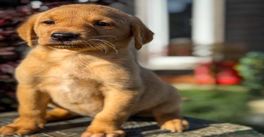 Labrador Retriever dogs - Advert 6