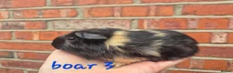 Guinea Pig rodents for sale: Various age piggies for sale - Advert 11
