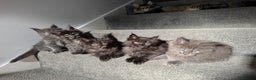 Maine Coon cats for sale: Pedigree Maine Coon Kittens – Blues & Smokes - Advert 9