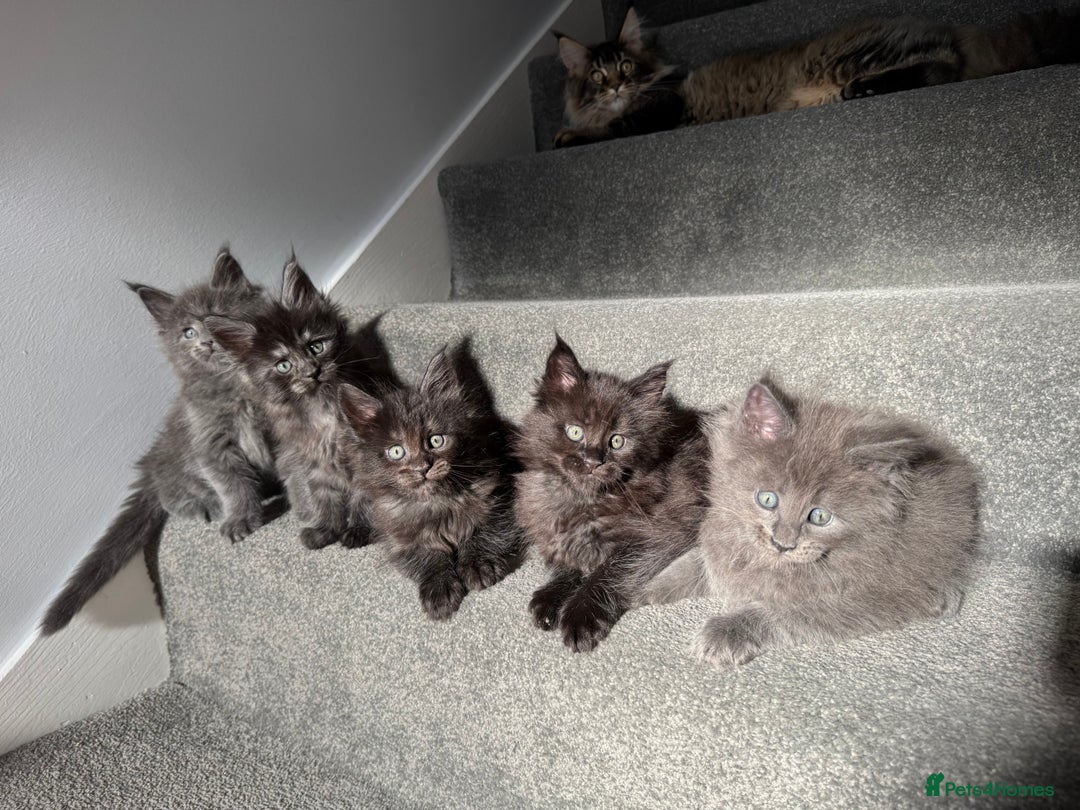 Maine Coon cats for sale: Pedigree Maine Coon Kittens – Blues & Smokes - Advert 9