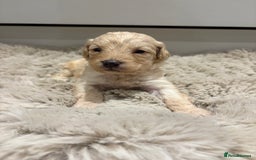 Labradoodle dogs for sale: Miniature Labradoodle Pups - Image 34