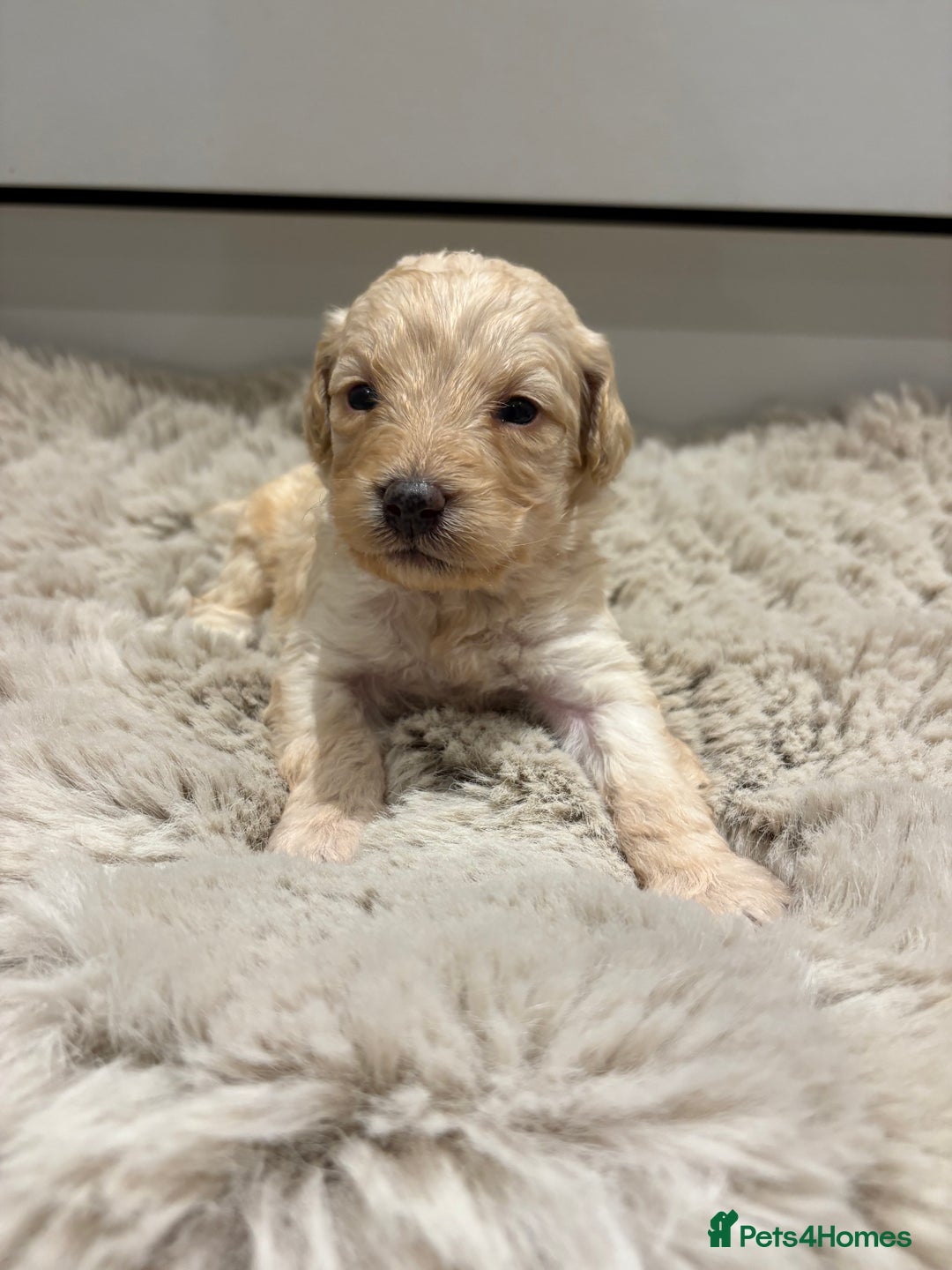 Labradoodle dogs for sale: Miniature Labradoodle Pups - Image 34